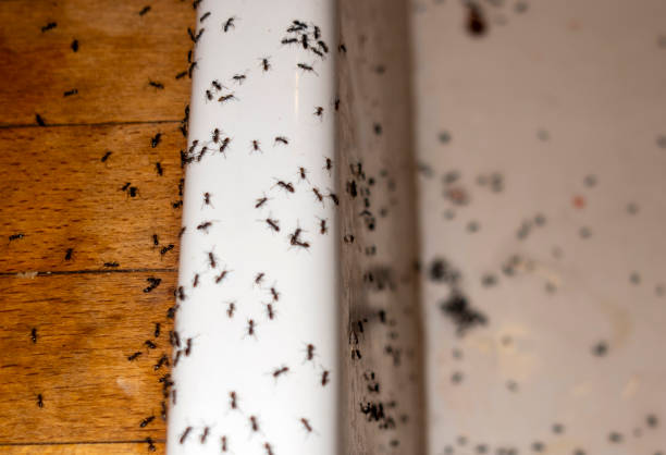 Best Local Pest Control Services  in Glen Dale, WV