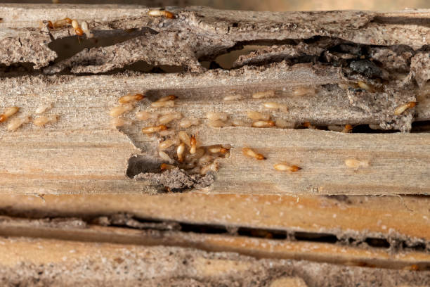 Best Best Pest Control Companies  in Glen Dale, WV